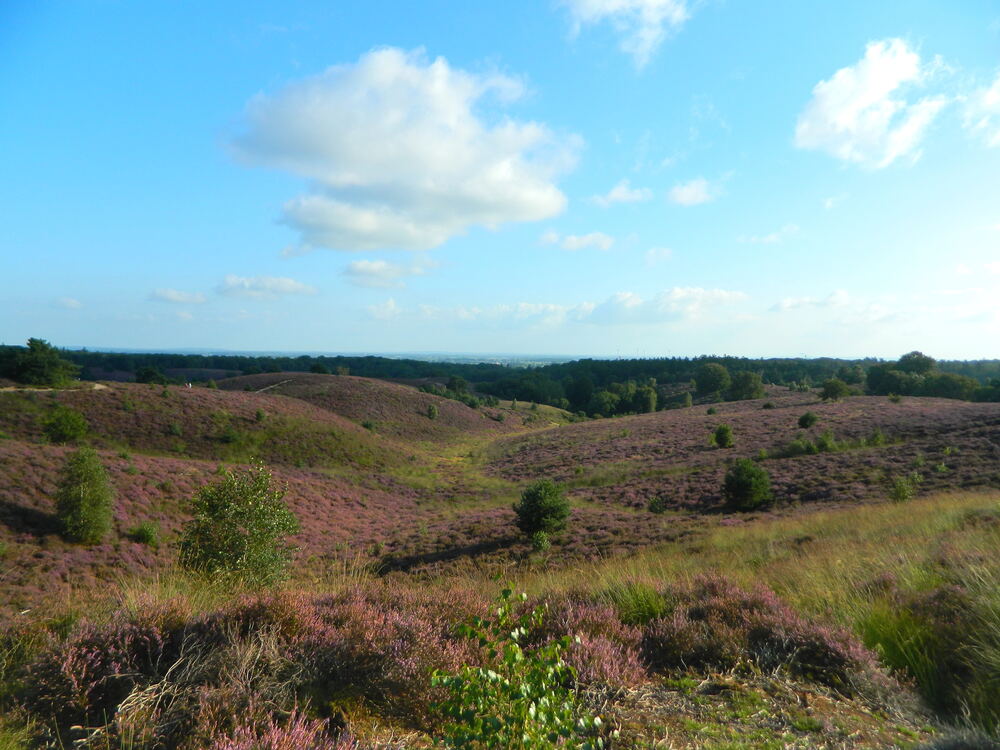 Bloeiende paarse heide op de Posbank bij Rheden