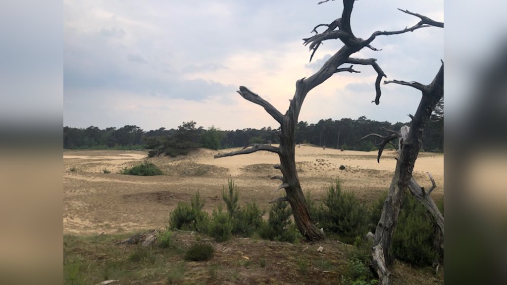 Sporen en paddenstoelen op het wekeromse zand in Ede