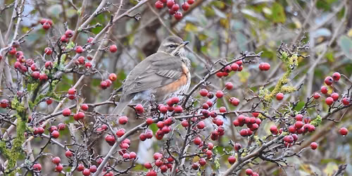Herfst op de Veluwe | 5 soorten spechten, Raven, Klapekster & Kruisbek — Natuur in Gelderland