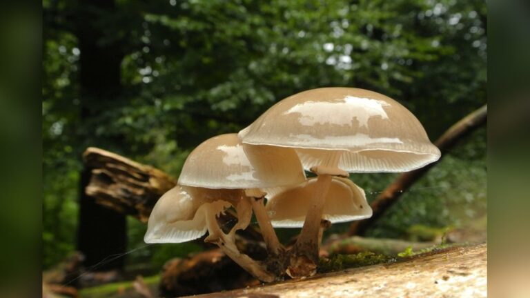 Paddenstoelenwandeling Landgoed Hoekelum — Natuur in Gelderland