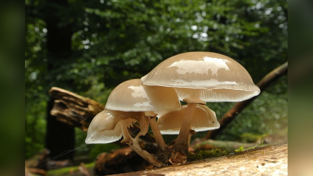 Paddenstoelenwandeling Landgoed Hoekelum in Gelderland