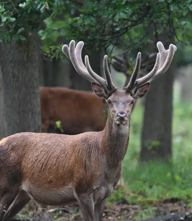 Wilde weken hoge veluwe — markt-eten in Gelderland